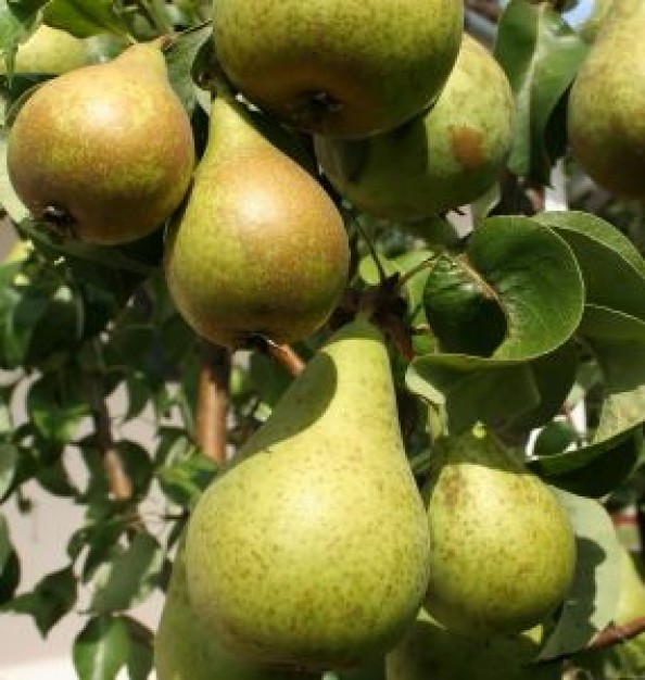 Pear Tree