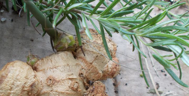 Natural Herbal Helps and Remedies for the Home — Mystical Magical&nbsp;Herbs