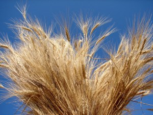 Colors for Lammas, Bronze and Light Brown