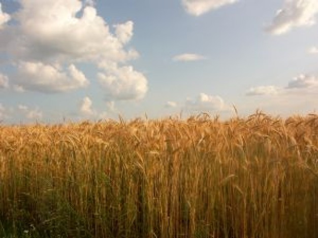 Lammas /Lughnasadh