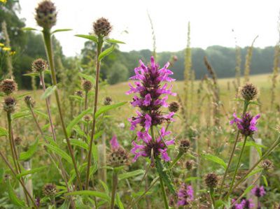 Herb Spotlight: Wood Betony for the Brain — Carajuana&nbsp;Blogs