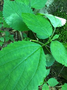 Wild Plant Profile: Stinging and Wood Nettle’s Medicinal, Edible, and Magical&nbsp;Qualities!