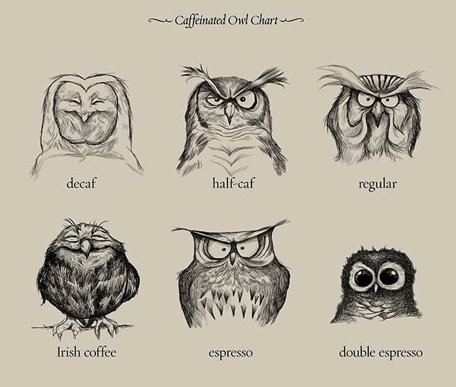 even-i-as-a-non-coffee-drinker-find-this-funny-the-world-of-coffee-explained-by-owls