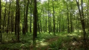 The Druid Retreat for Spiritual Work and Healing, Part II: What to do During Your Druid&nbsp;Retreat