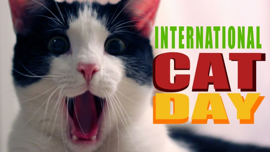 international cat day