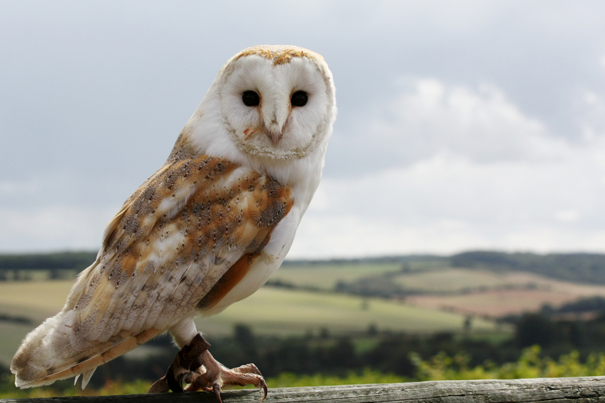 Barn owl looking forwards with landscape and sky behind