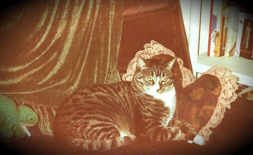 Purrsday Poetry: NINE LIVES, NINE YEARS by Raffi&nbsp;Lido