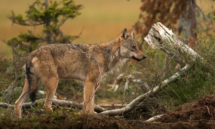 Norway’s wolf cull pits sheep farmers against conservationists