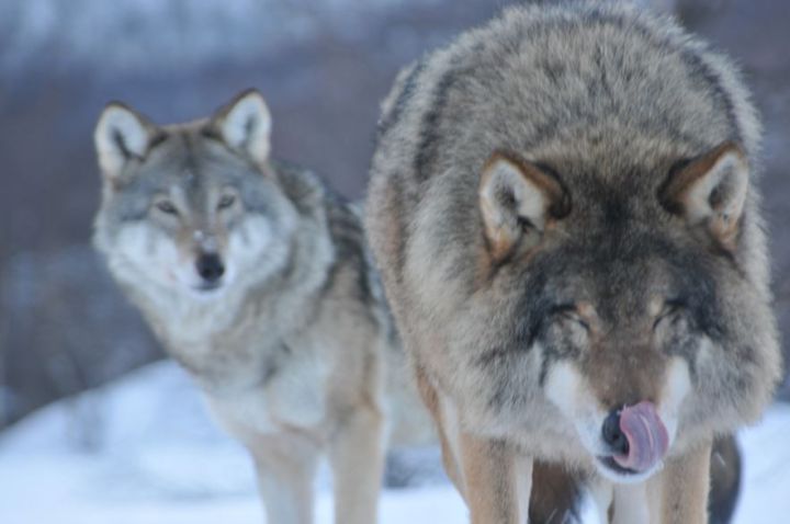 Norway Plans To Kill Most Of Its&nbsp;Wolves