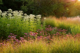 10 Ornamental Grasses to Plant This&nbsp;Fall