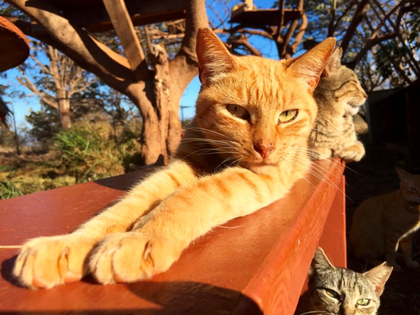 Guest Post: LĀNAʻI, HAWAIʻI – The Cat Lover’s&nbsp;Paradise