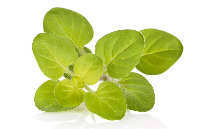 Marjoram-Did You Know?