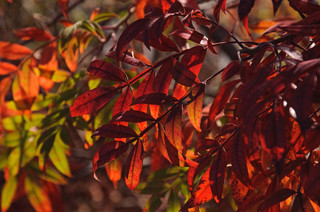 Fall Is Calling: What to Do in Your October&nbsp;Garden