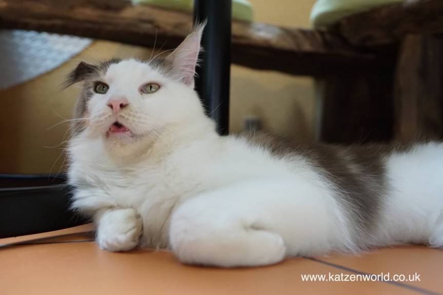 Cat Travel: Neko no Jikan Amemura – Osaka Cat Cafe Part&nbsp;3