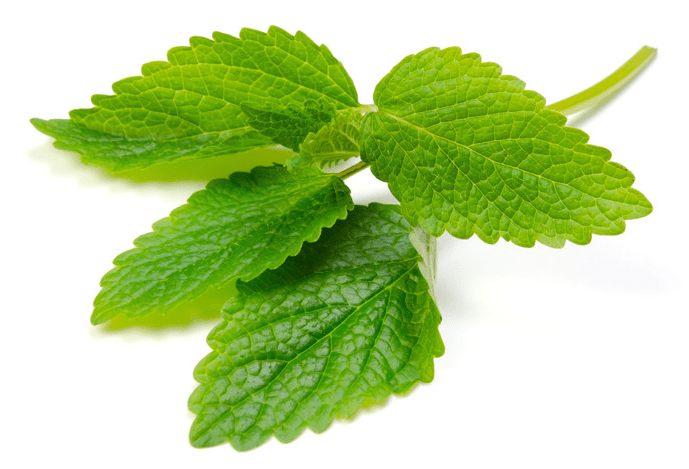 Melissa-Did You Know?