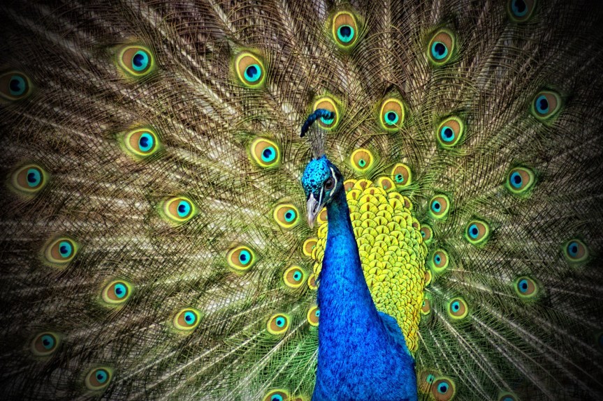 Peacock Wisdom