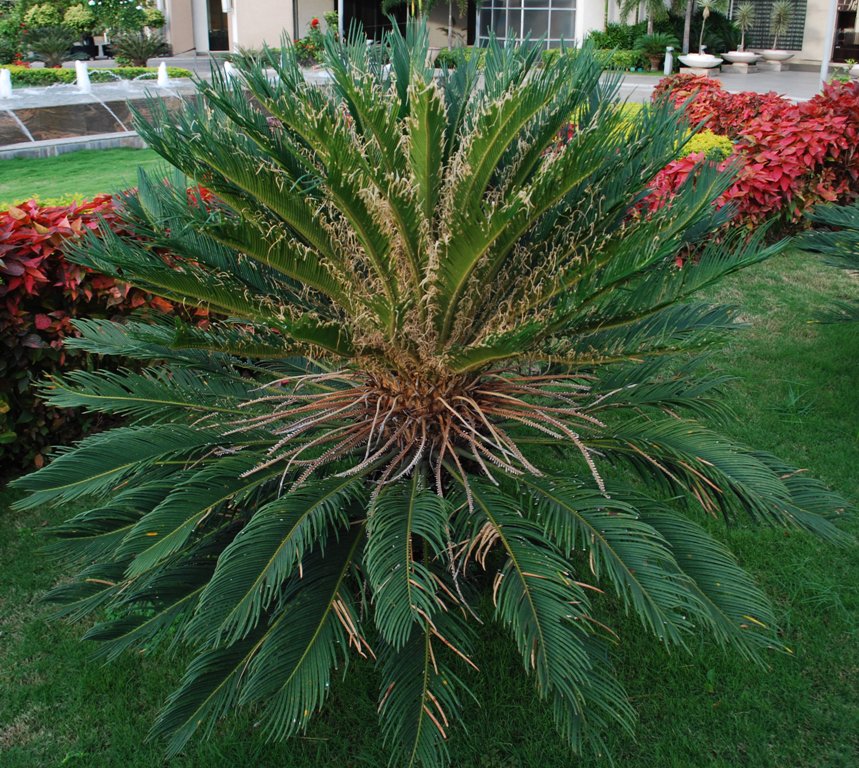 the-palm-without-fruits