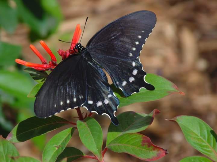 More from the Natural History Museum 
