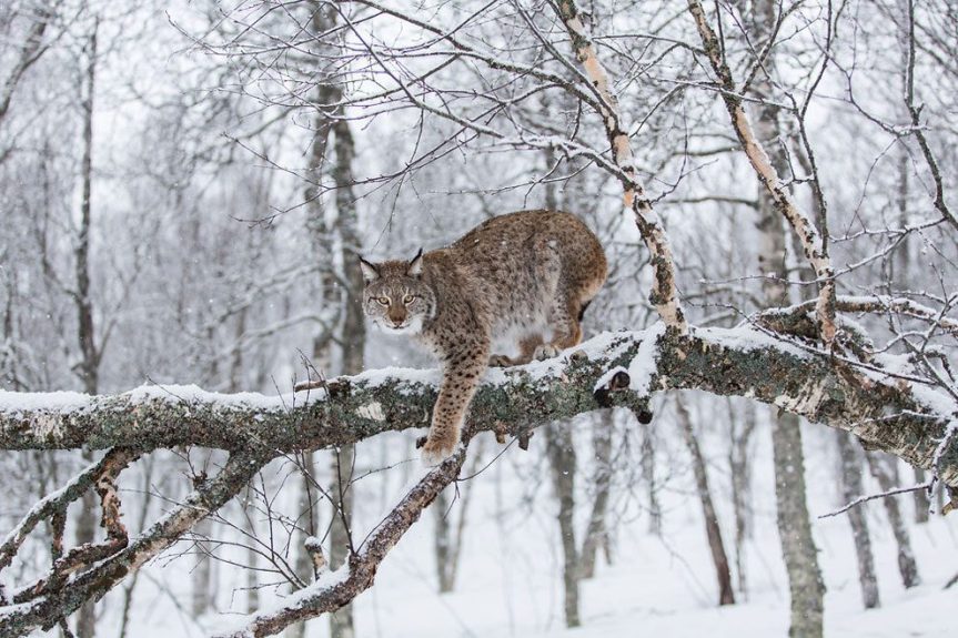 Living Planet Index Report in&nbsp;Pictures