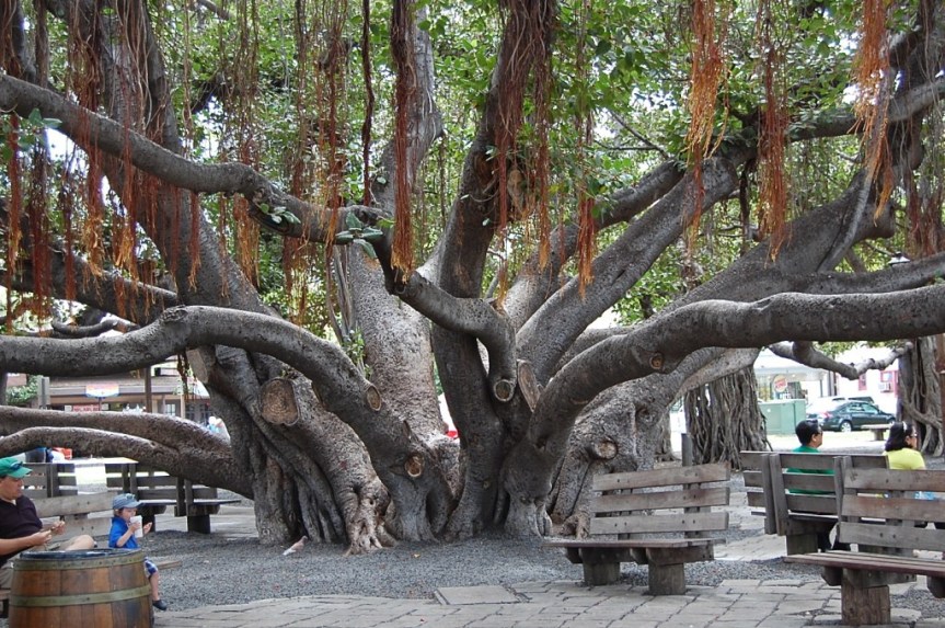 The Most Famous Tree in&nbsp;Hawaii