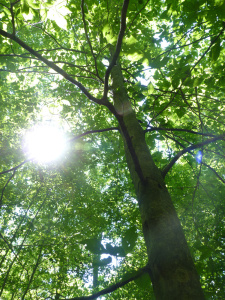 The path of the sun!