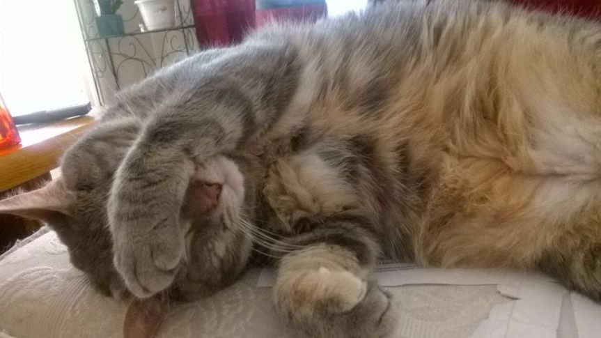 Purrsday Poetry: Lady, Her&nbsp;Majesty