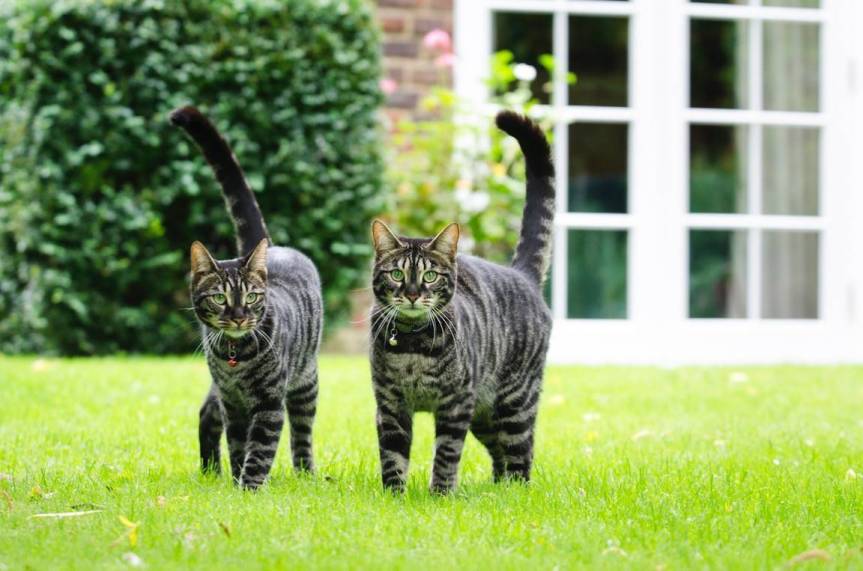 Cat Whispering – top tips to understand feline&nbsp;behaviour