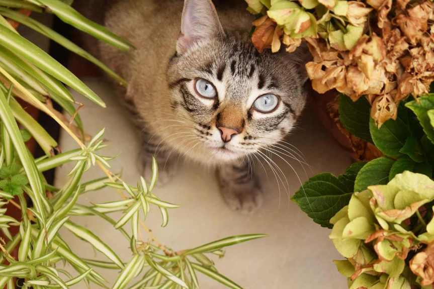 Safe Plants for your&nbsp;Cats