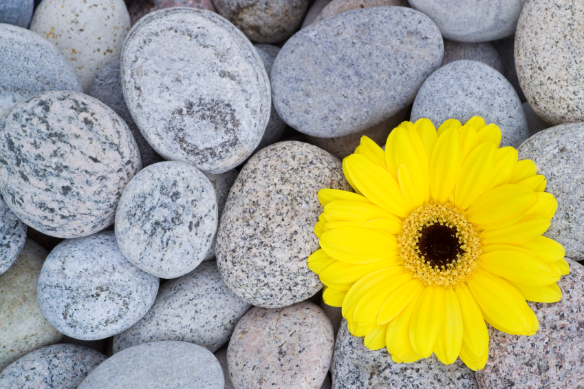 istock_000003118567_small