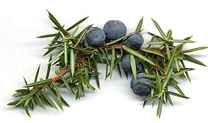 juniperus_communis_cones