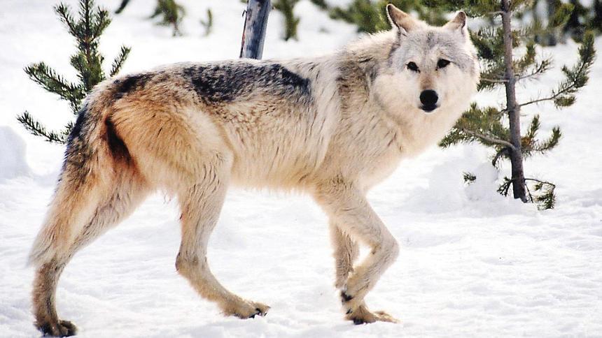 Another bill aims to take wolves off endangered&nbsp;list