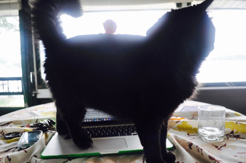 Purrsday Poetry: Lunch&nbsp;Nudge