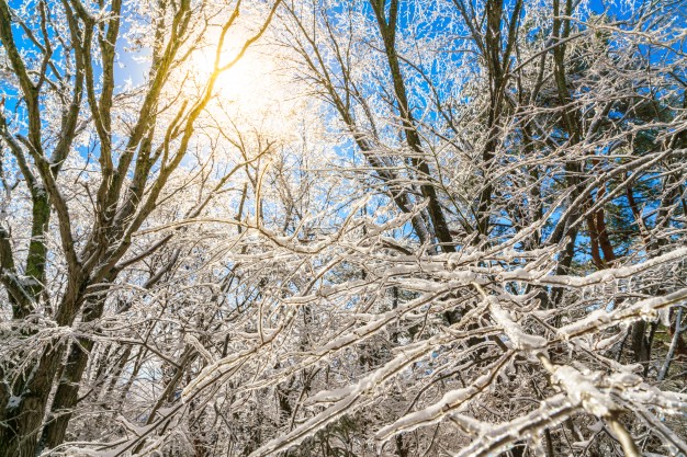 frozen-trees-in-winter-with-blue-sky_1232-2445