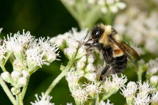 How You Can Help the First Endangered U.S. Bee&nbsp;Species
