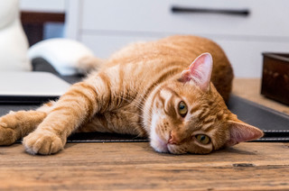 Pet of the Week: Stewy Calls the Office&nbsp;Home