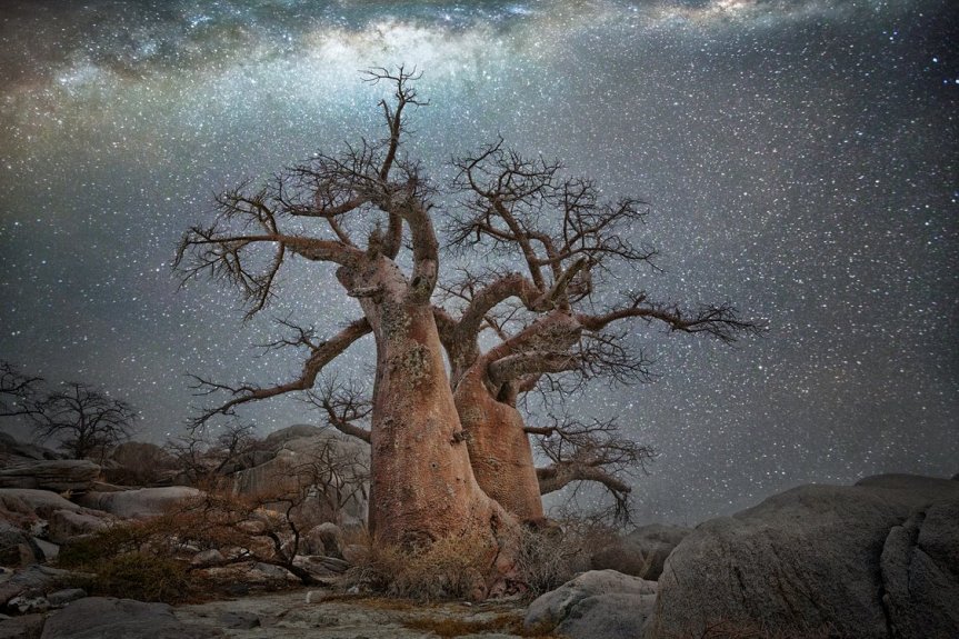 The World’s Oldest Trees Illuminated by&nbsp;Starlight