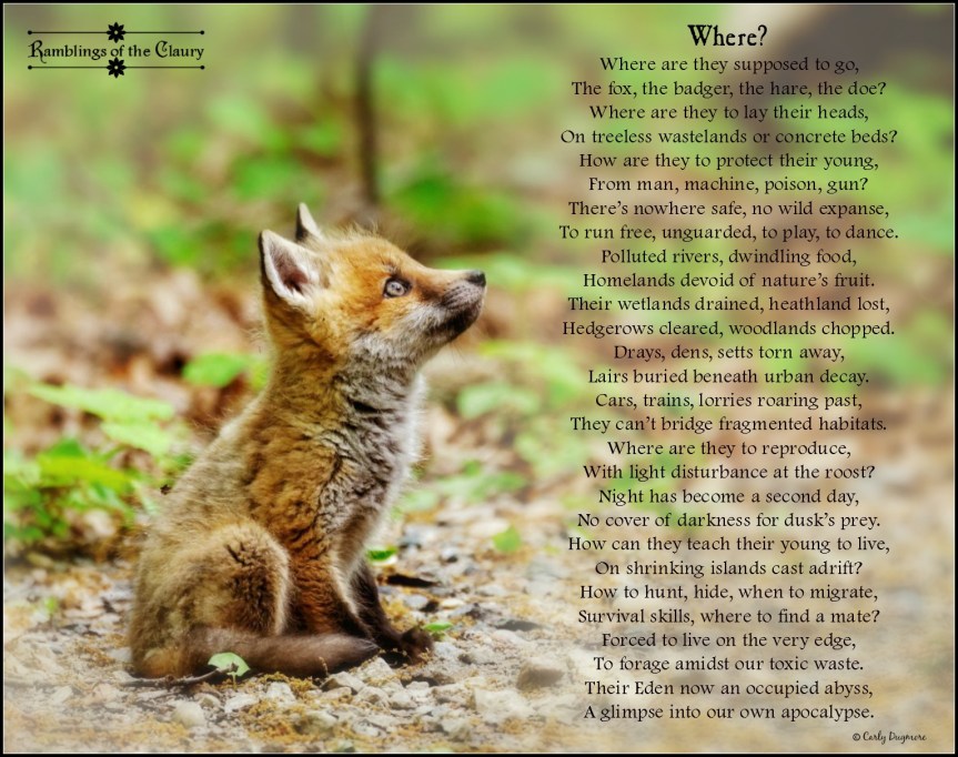 where-are-they-dupposed-to-go-2