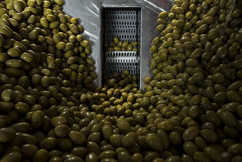 Making Olive Oil In&nbsp;Greece