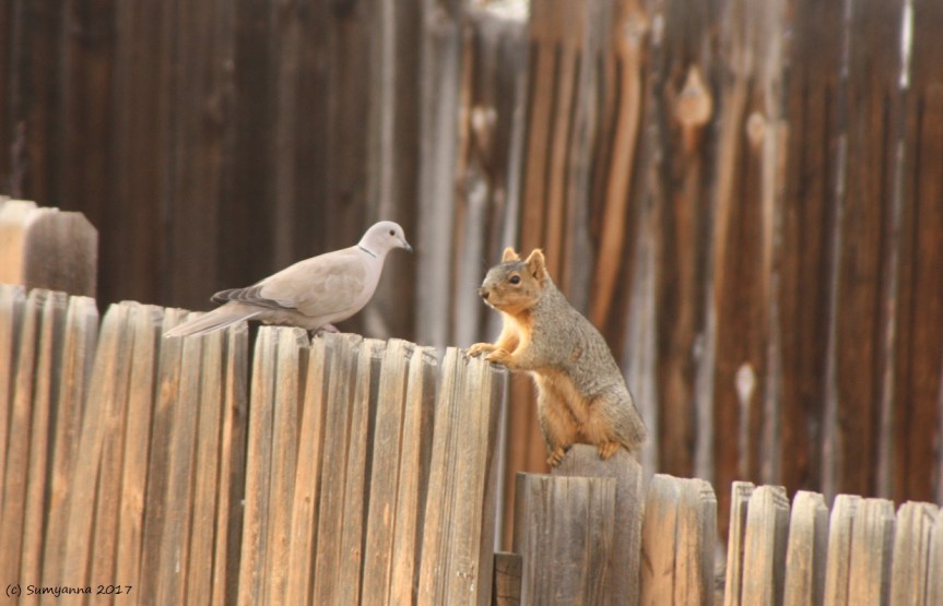 Photography:  When Birds Return, Calling (Post&nbsp;#3)