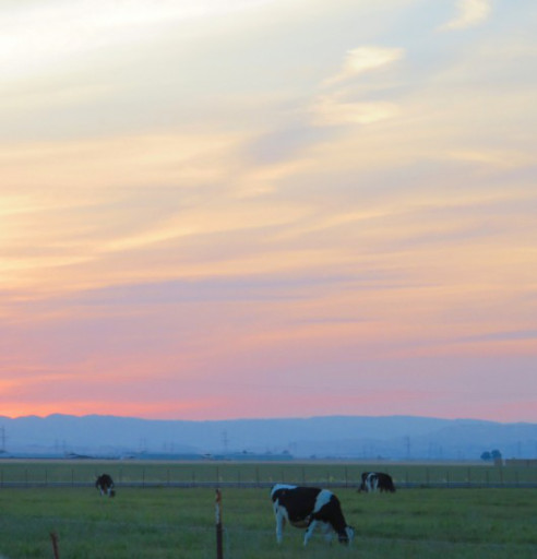 The Transition From Farm Lifestyle To Higher Education In&nbsp;California