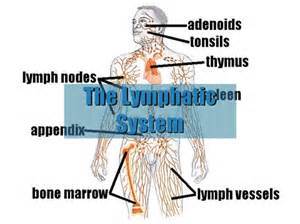 Cleansing the Lymphatic&nbsp;System