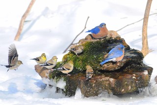 Bring In the Birds With a Homemade Bubble&nbsp;Rock