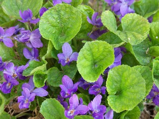 Spring Is the Season for Sweet&nbsp;Violets