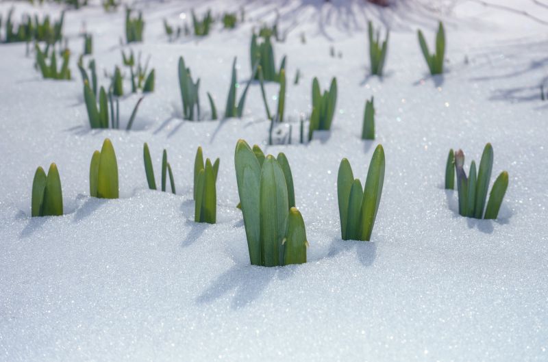 MICHIGAN TOUGH: DAFFODIL&nbsp;EDITION