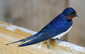Harbinger of Spring-Swallows