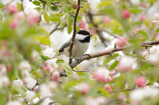 Spring Gardens Are Waking — Here’s What to Do in&nbsp;March