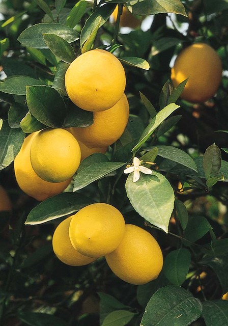 There’s a Lot to Love About a Meyer Lemon&nbsp;Tree