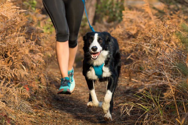 Exploring Politely On Leash Using the Front Range&nbsp;Harness