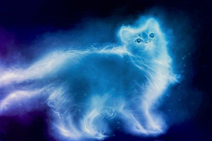 GOSTICA: “Cats Are Empathetic Too and Help Us&nbsp;Heal”