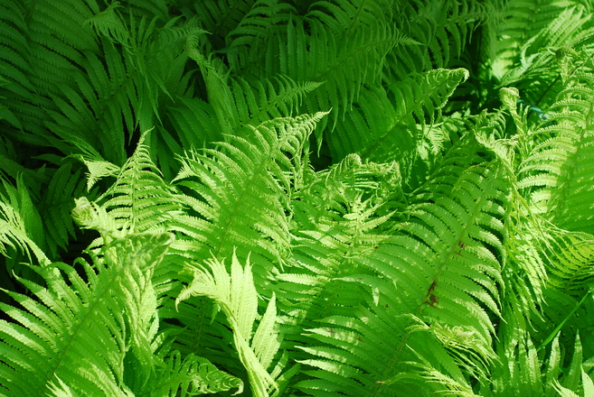 Fern Magic